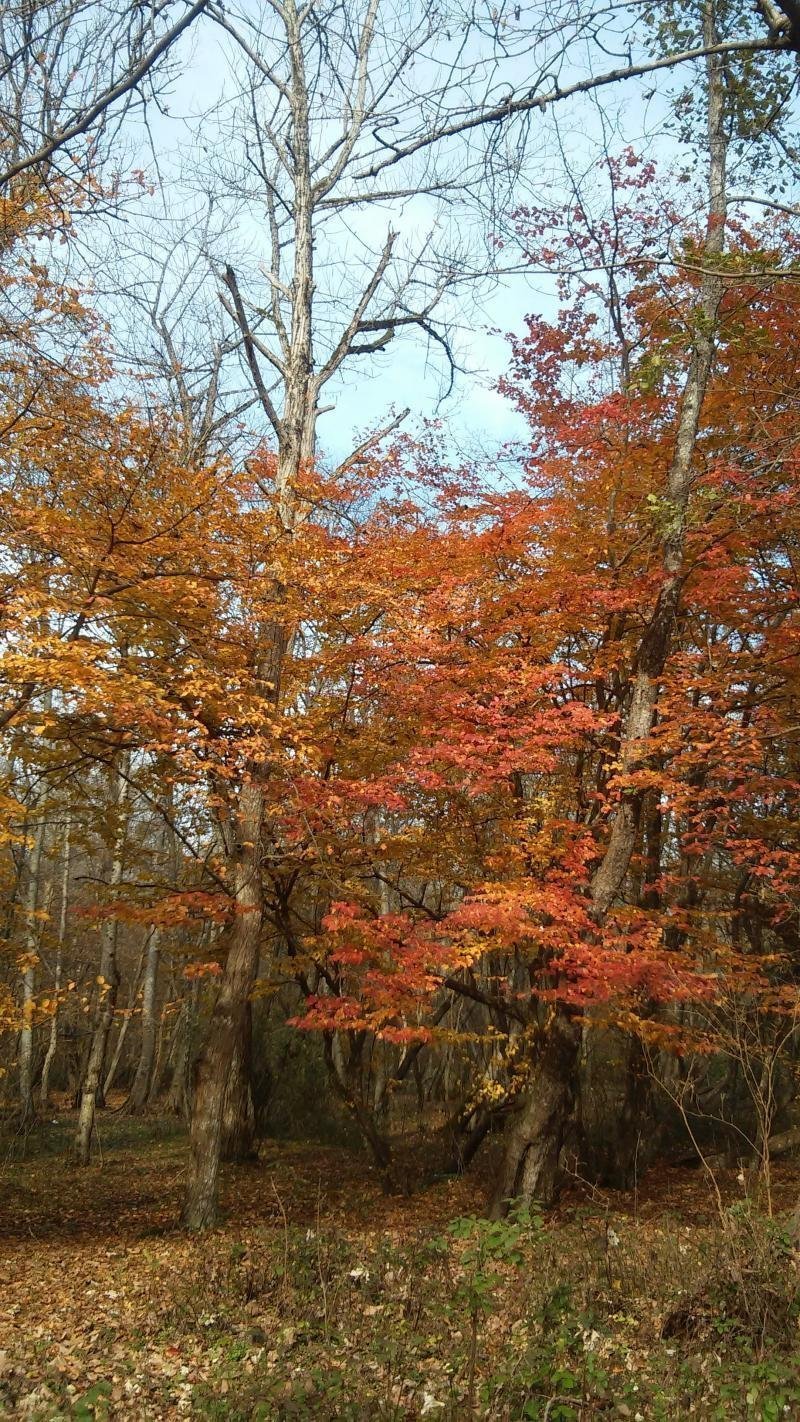 Photo: درختان نارنجی پوش در فصل پاییز - پارک جنگلی نور