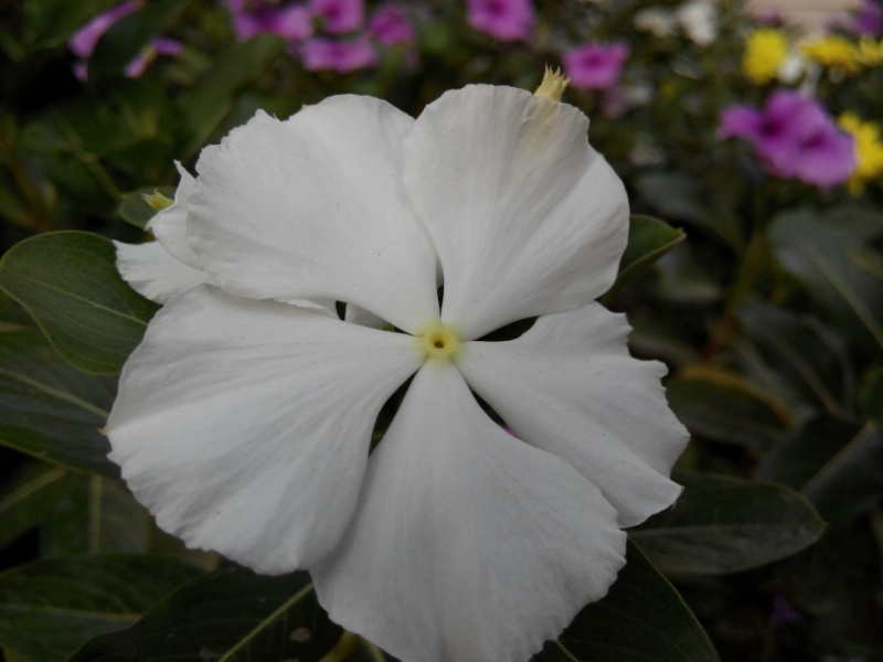 Photo: گل سفید خوشکل