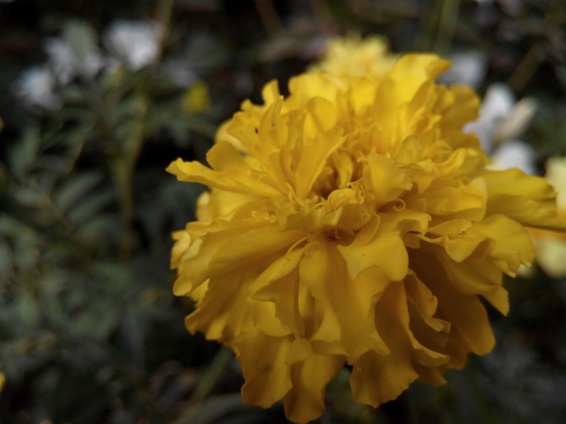 Photo: گل زرد رنگ بسیار زیبا