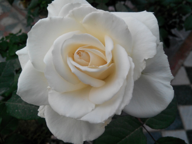 Photo: گل سفید بسیار زیبا
