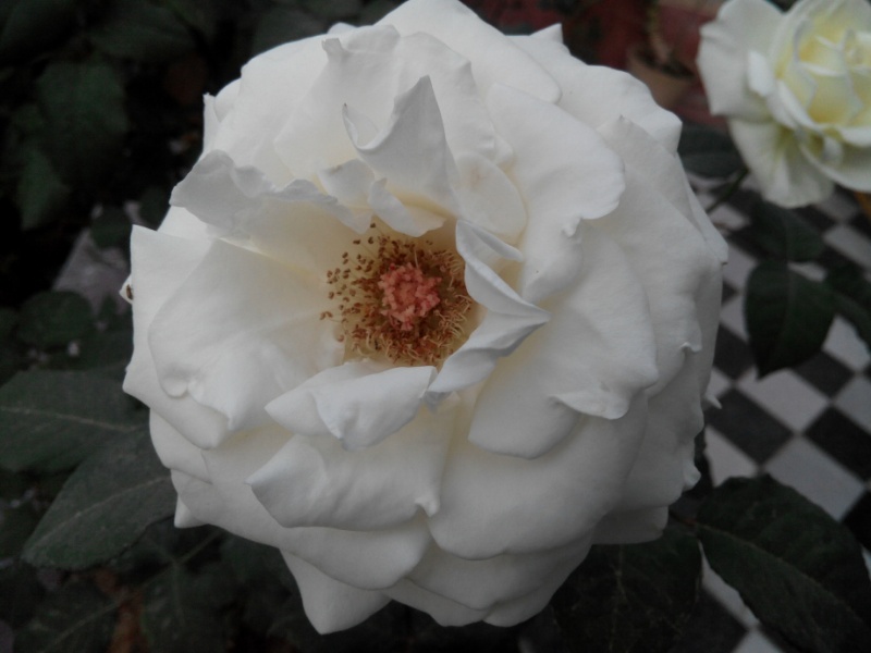 Photo: گل سفید تو بهار