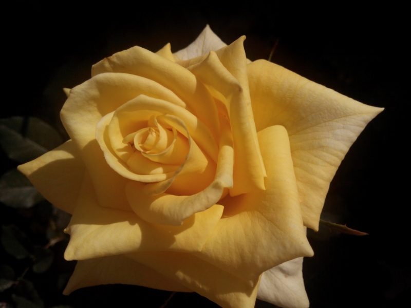Photo: گل رز زرد