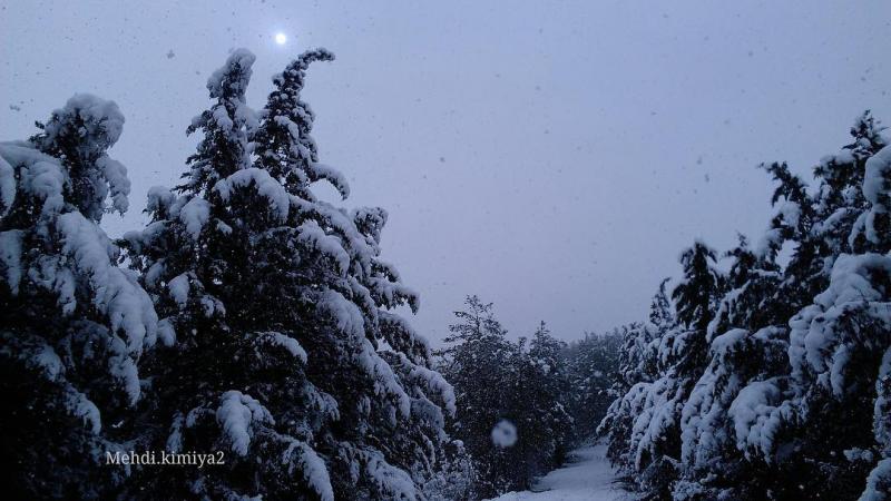 Photo: عکس برفی از پارك جنگلي زيتون تپه ، آزادشهر ، گلستان
