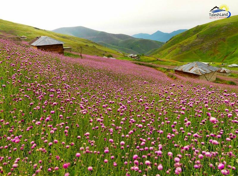 Photo: عکس از گل های زیبای سرزمین تالش ،گیلان