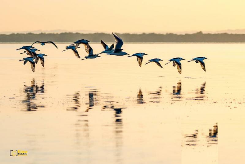 Photo: پرواز مرغان دریایی بر روی دریای خلیج فارس
