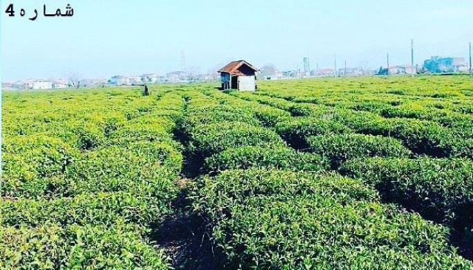 Photo: عکس زیبا از مزرعه چای ، گیلان