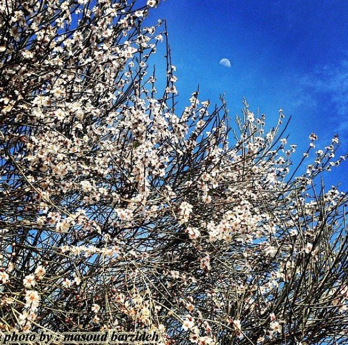Photo: عکس زیبا شکوفه های بادام کوهی ، دشتستان ، بوشهر