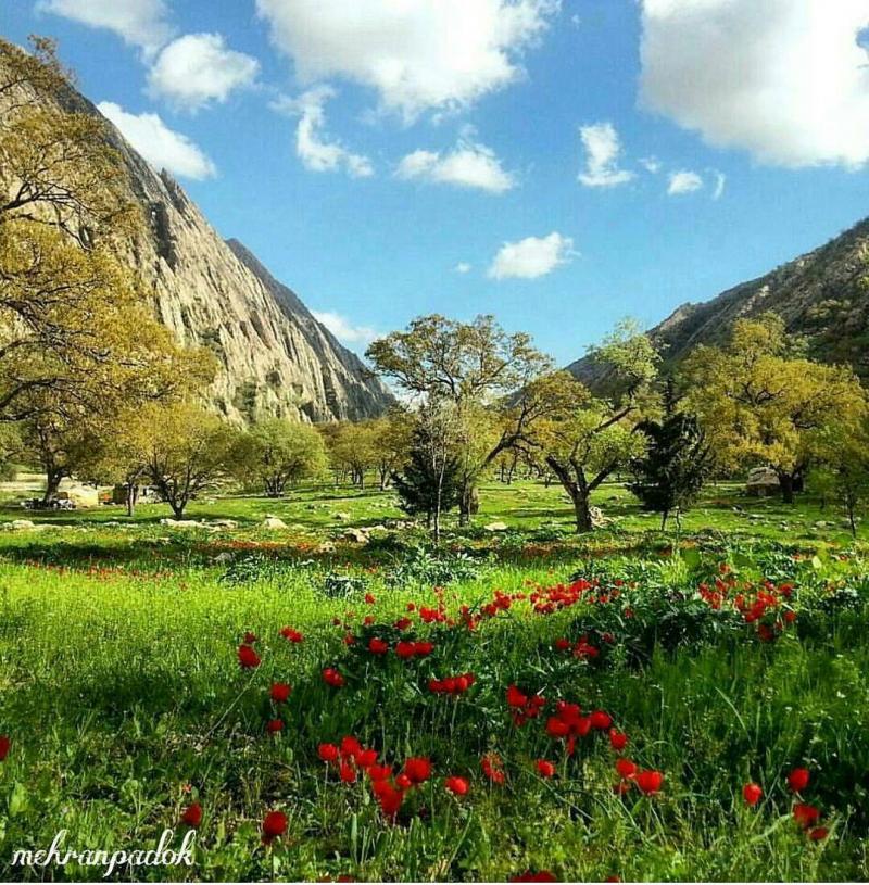 Photo: عکس گل های شقایق در سرزمین چهارفصل گچساران ، کهکیلویه و بویر احمد