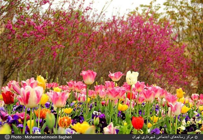 Photo: گل های زیبا و رنگارنگ