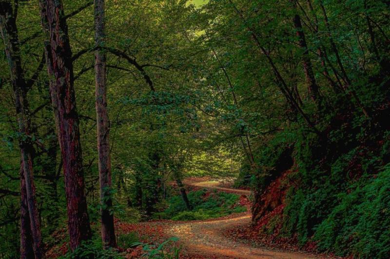 Photo: عکس از جاده جنگلی زیبا