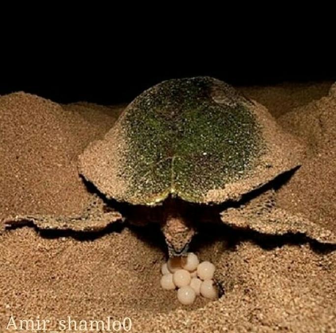 Photo: Hengam island turtles