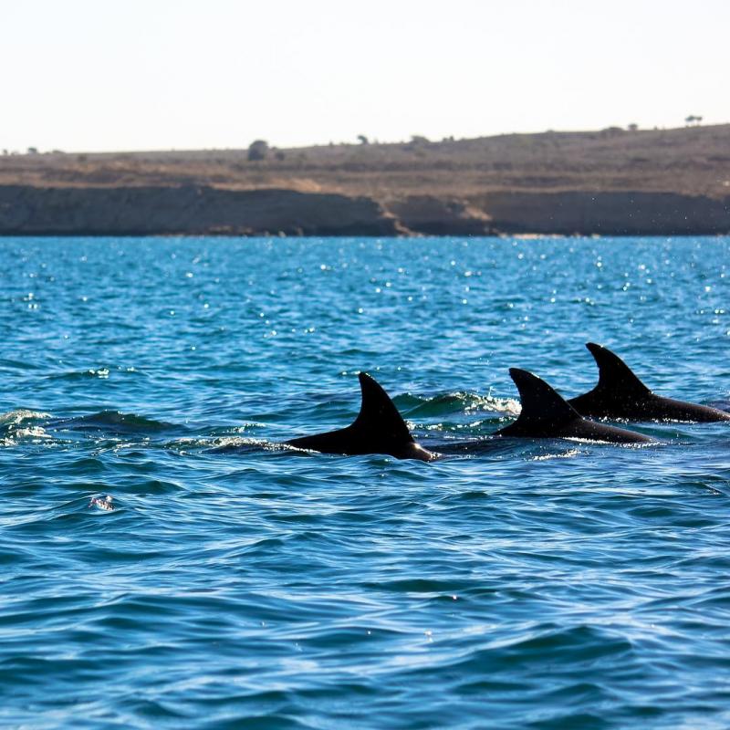Photo: There are many dolphins in hengam island