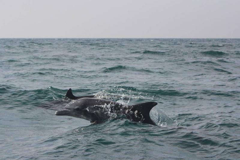 Photo: Beautiful dolphins in hengam island