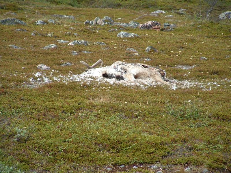 Photo: Decaying reindeer, Finnmark