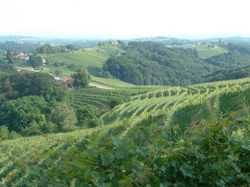 Photo: Vineyards of Jeruzalem