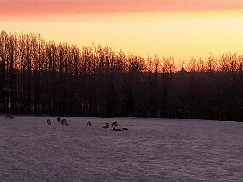 Photo: Reindeers and Polar Night