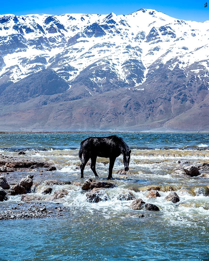 Photo: تک اسب سیاه در تالابی از یخهای ذوب شده چهارمحال و بختیاری 