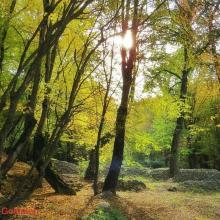 عکس از جنگل زیبای النگدره ، گرگان