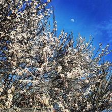 عکس زیبا شکوفه های بادام کوهی ، دشتستان ، بوشهر