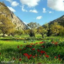 عکس گل های شقایق در سرزمین چهارفصل گچساران ، کهکیلویه و بویر احمد