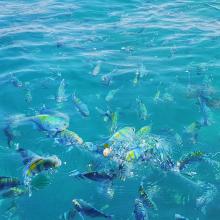 Hengam islands colorful fishes