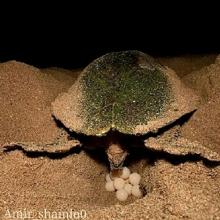 Hengam island turtles