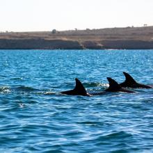 There are many dolphins in hengam island