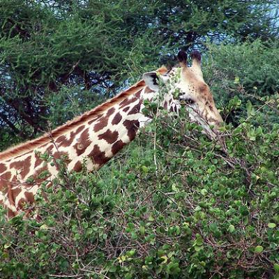 image of Tsavo National Park, East  Safari Tsavo East National Park Kenya
