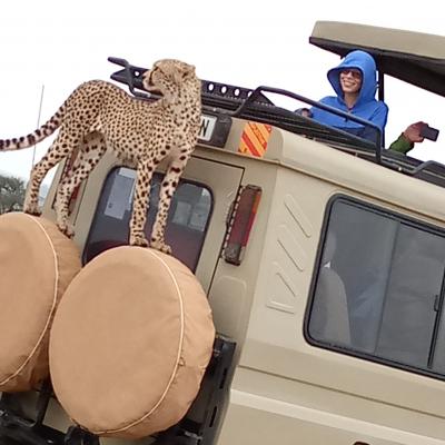 image of Cheater in Serengeti national Park climbing safari car