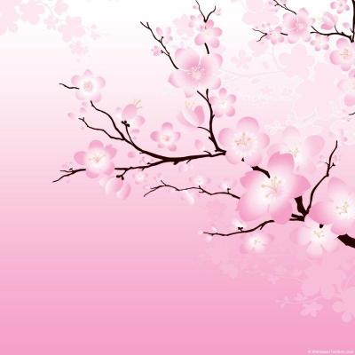 image of Cherry Blossem