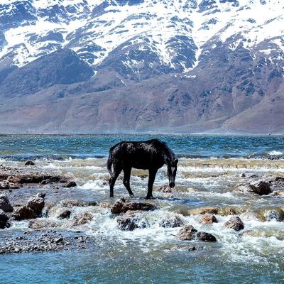 تک اسب سیاه در تالابی از یخهای ذوب شده چهارمحال و بختیاری 
