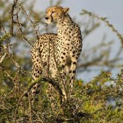 image of Cheetah in Kenya 