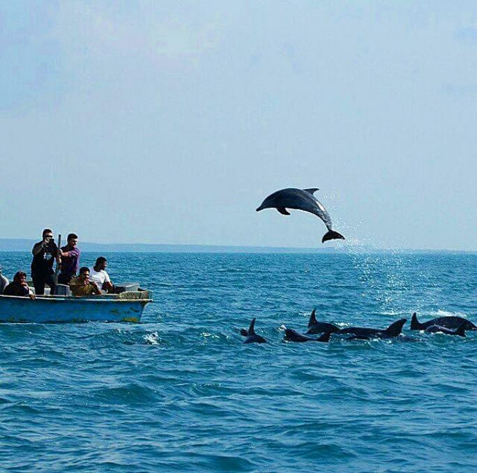 دلفین بینی بطری ، جزیره هنگام ، قشم ، خلیج فارس