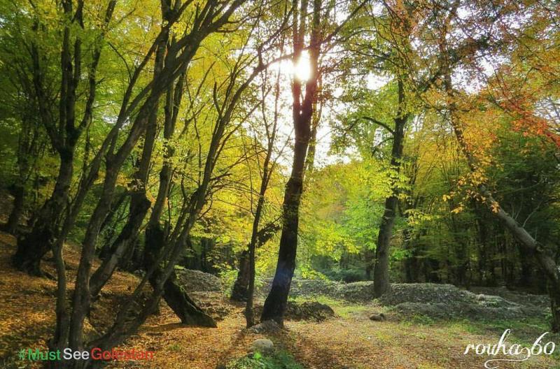عکس از جنگل زیبای النگدره ، گرگان