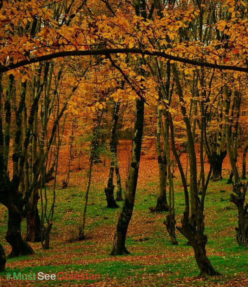 عکس پاییزی از جنگل زیبای النگدره،گرگان