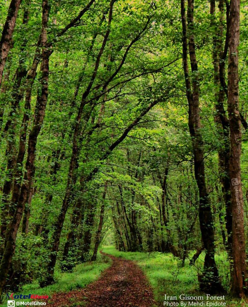 عکسی از جنگل زیبای گیسوم ، تالش ، گیلان