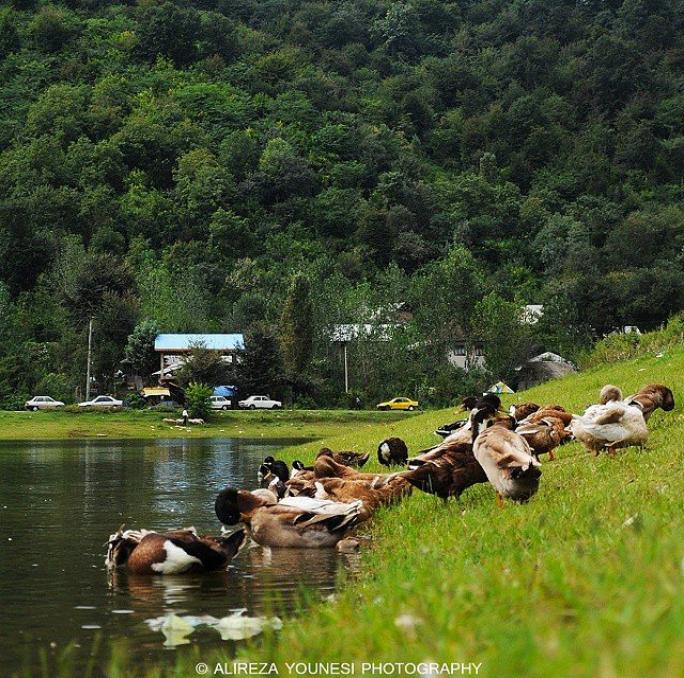 عکس زیبا از مرغابی ها در کنار دریاچه،گیلان