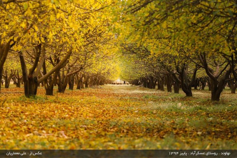 عکس زیبا از درختان نهاوند ، روستای عسگرآباد(برزول) ، همدان