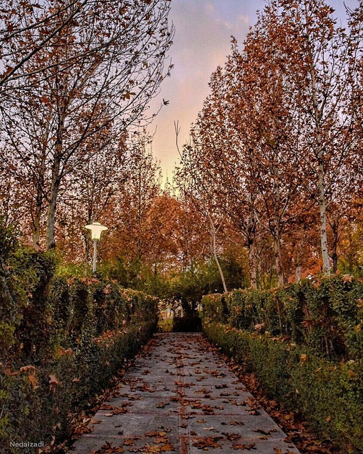 عکسی زیبا از پاییز در میان شمشادها،اصفهان