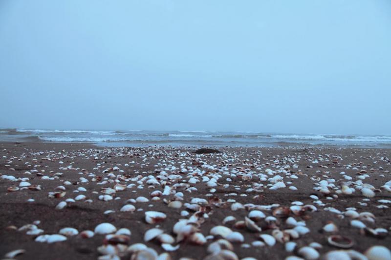 عکسی زیبا از صدف های ساحل شمال 