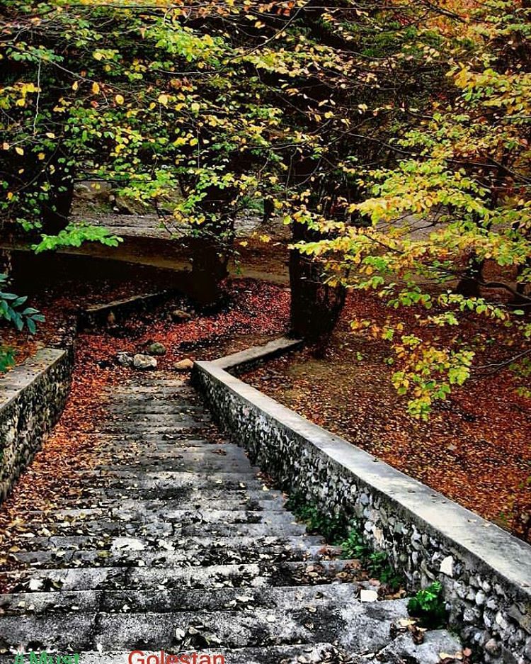 Photo: عکسی از برگ های ریخته شده روی پله ها،ناهارخوران گرگان