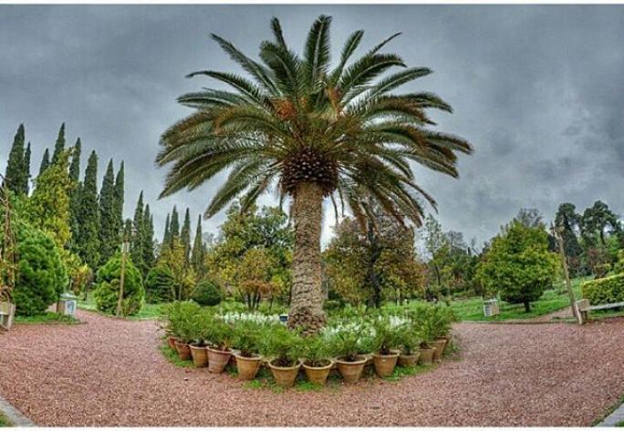 عکسی از نخل زیبای باغ ارم ، شیراز