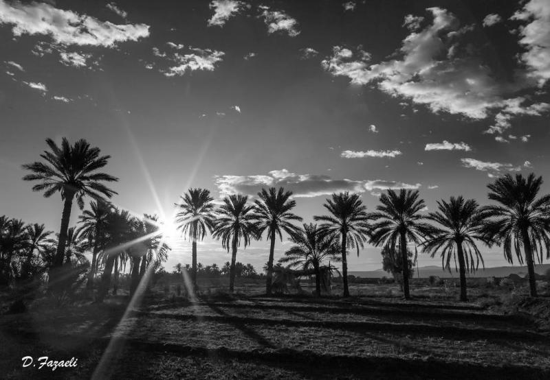 Photo: عکس سیاه و سفید از نخلستان شهداد،کرمان