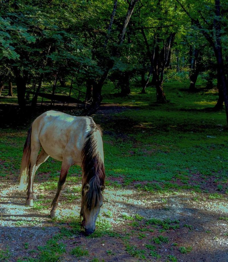 عکس اسب زیبا در کنار جنگل ، شمال