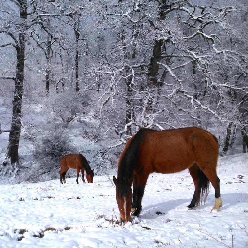 عکس از دو اسب زیبا در جنگل دالیخانی ، رامسر