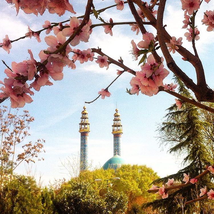 عکس از شکوفه های زیبا در بهار ، شهریار