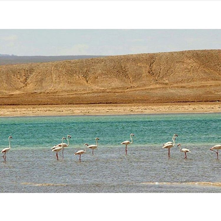 اجتماع فلامینگوها ، دریاچه شور در نوق ، رفسنجان ، کرمان