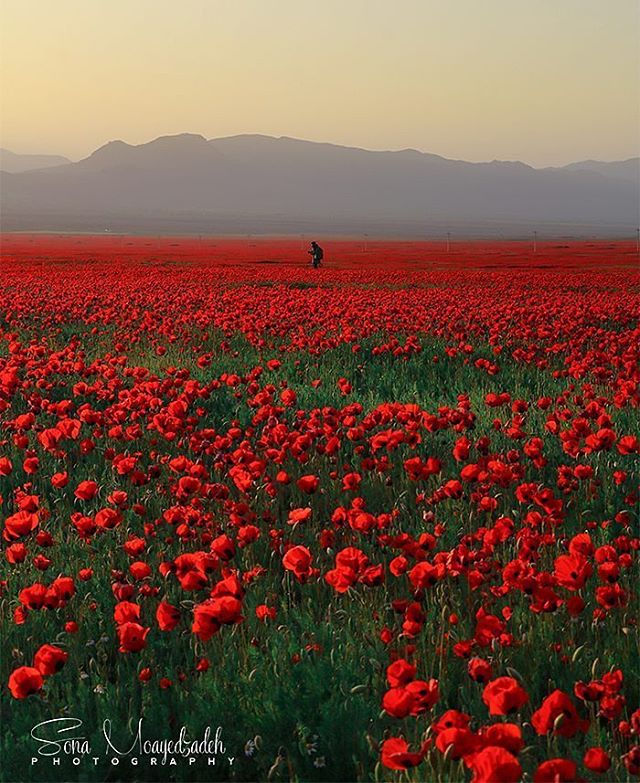 دشت گل شقایق ، آذربایجان غربی