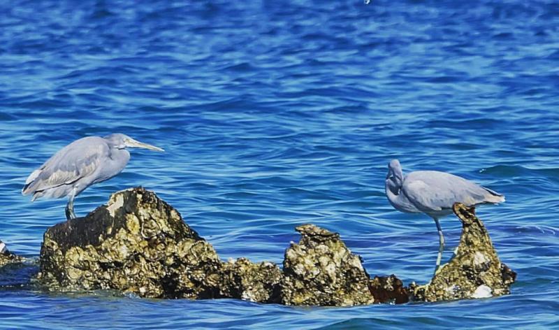 عکس زیبا از مرغ دریایی در ساحل جزیره قشم
