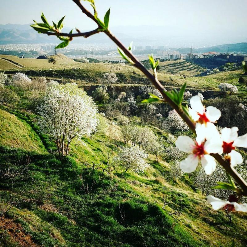 عکس زیبا از بهار زیبای ایران ، تهران